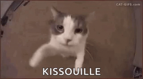 Cat Kisses GIF - Cat Kisses Kissouille GIFs