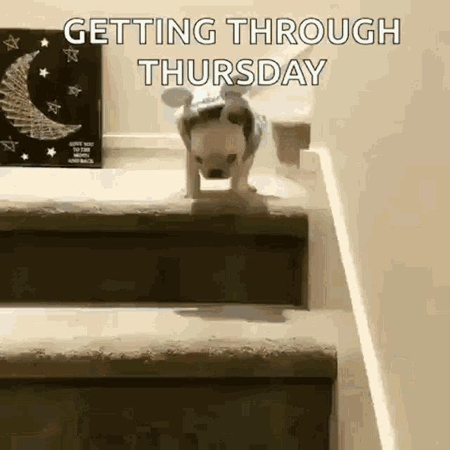 Dog Stairs GIF - Dog Stairs Fell GIFs