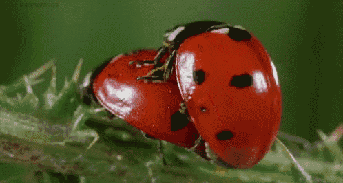 a ladybug is laying on top of another ladybug