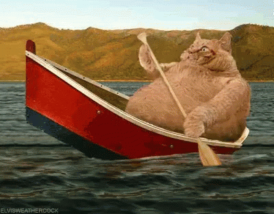 Boating GIF - Boating Canoeing Cat GIFs
