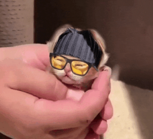 a kitten wearing glasses and a headband is being held by a person