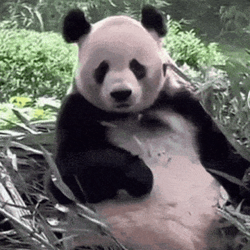 a panda bear is sitting in the grass and eating bamboo leaves .