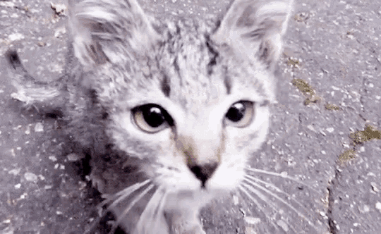 a close up of a cat 's face looking up at the camera .