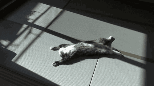 a cat is laying on its back on the floor