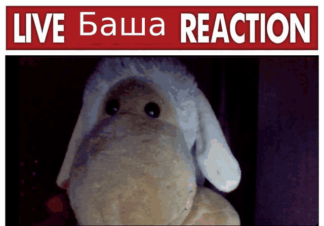 a picture of a stuffed animal under a sign that says live