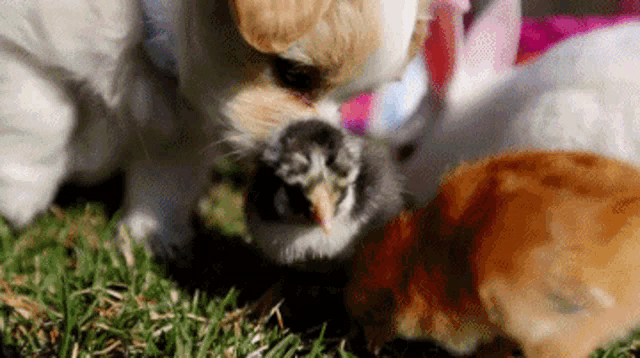 a dog is standing next to a chicken and a rabbit in the grass .