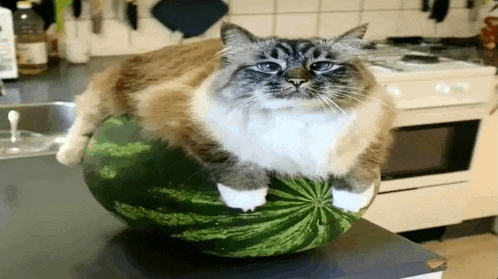 a cat sitting on top of a watermelon on a counter