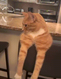 Cat Funny GIF - Cat Funny Funny Cat GIFs