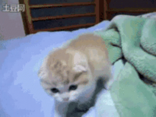 Cat Giving A Kiss GIF - Cat Giving A Kiss GIFs