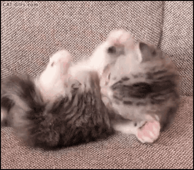 Cutie Kitten GIF - Cutie Kitten GIFs
