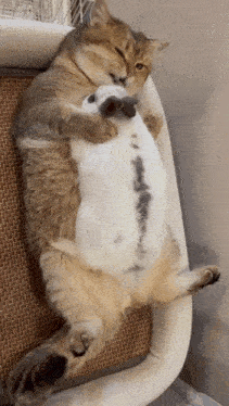 a cat and a rabbit are laying on top of each other on a bed