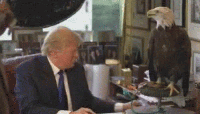 Trump Eagle GIF - Trump Eagle Scared GIFs