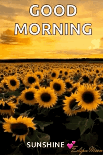Sunflower GIF - Sunflower GIFs