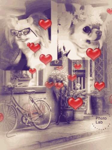 a picture of a bicycle and a dog with hearts around them and the words photo lab at the bottom