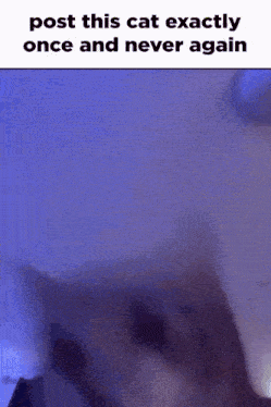 Post This Cat Disco Cat GIF - Post This Cat Disco Cat Bounce GIFs