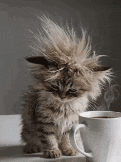 a fluffy kitten with a messy haircut sits next to a cup of coffee
