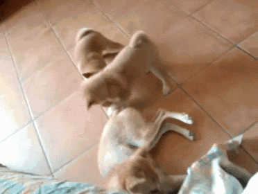 Mom'S Scary! GIF - Puppies Shiba Inu GIFs