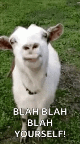 Goat Goat Lick GIF