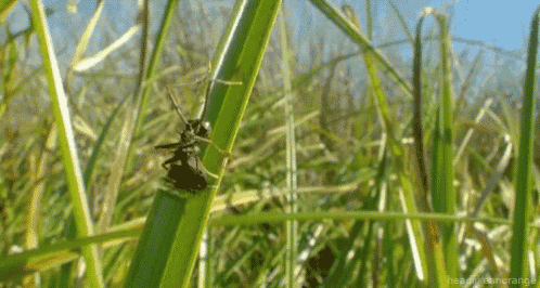 Bugs Windy GIF - Bugs Windy Grass GIFs