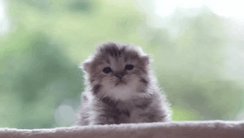 a small fluffy kitten is sitting on top of a blanket looking at the camera .