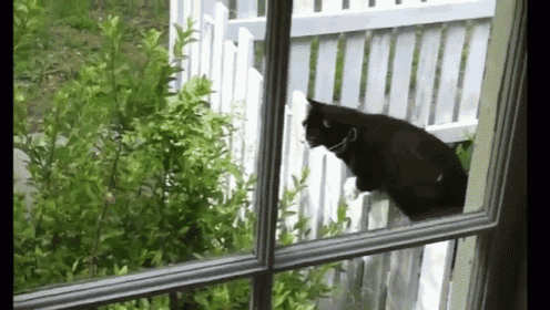 Lost In The Bushes GIF - Cat Bush Jump GIFs