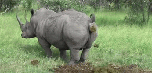 Poop Rhino GIF - Poop Rhino Reverse GIFs