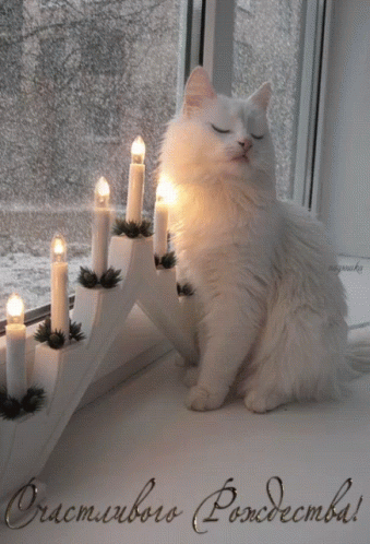 Candles Cat GIF - Candles Cat GIFs