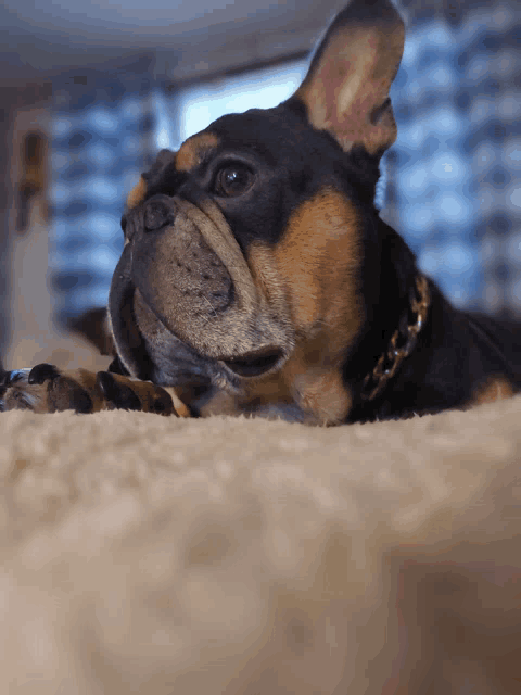 a black and brown dog with a gold chain around its neck