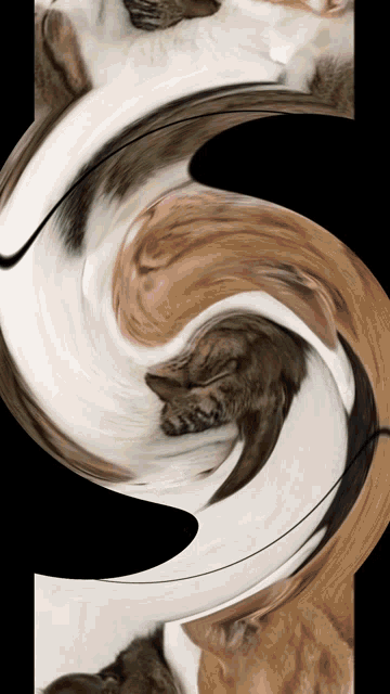 a swirl of brown and white cats laying on a black surface