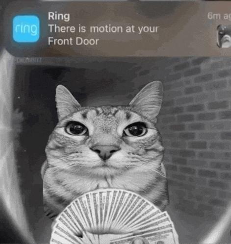 a cat is holding a fan of money in front of a ring app notification