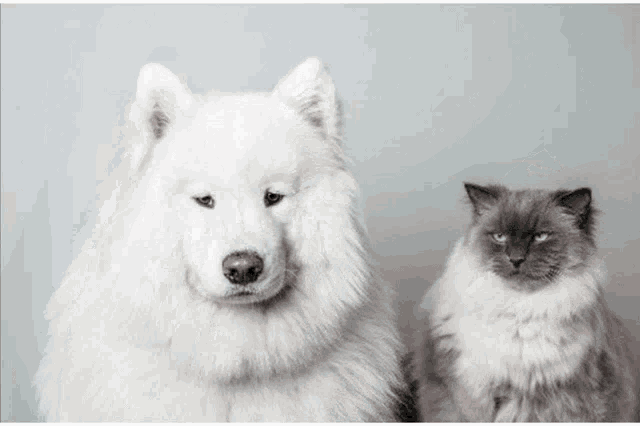 a dog and a cat are standing next to each other and looking at the camera