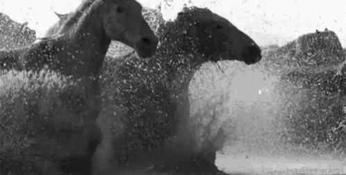 a herd of horses are running through a body of water .