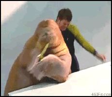 Walrus Can Boogie GIF - Dance Walrus Saxaphone GIFs