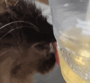 a close up of a cat drinking from a plastic container