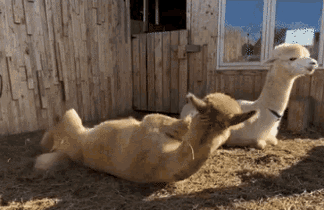 two alpacas are laying on their backs in a fenced in area