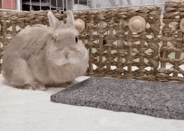 a rabbit is standing next to a wicker fence and a marble surface