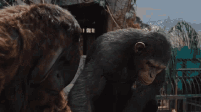 Apes Together Strong Monkey GIF