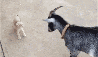 The Brave Little Goat GIF - Cat Brave Scared GIFs