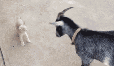 a dog and a kitten are playing on the floor .
