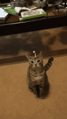 Cat Searching GIF - Cat Searching Artificial Horn GIFs