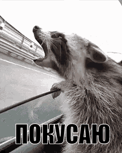 a raccoon is yawning while looking out a car window .
