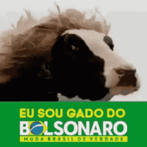 Bolosonaro Cow GIF - Bolosonaro Cow Brazil GIFs