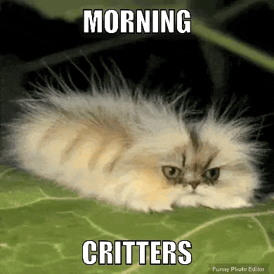 a fluffy cat is laying on a green leaf with a caption that says morning critters