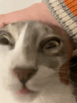 a close up of a person petting a gray and white cat 's head .