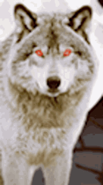 a close up of a wolf 's face with red eyes