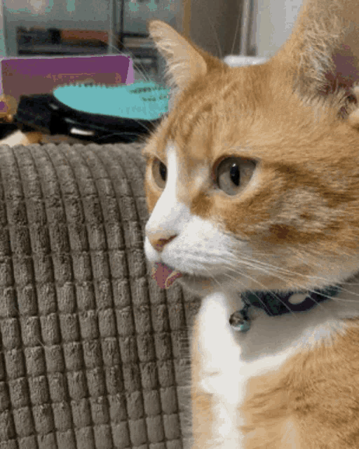 Charlie Cat GIF - Charlie Cat Blep GIFs