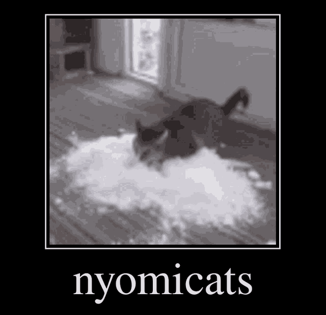 Nyomi Cats Fighting GIF
