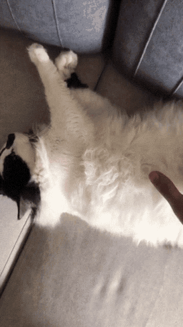 a black and white cat laying on its back