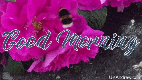a picture of a pink flower with the words " good morning " on it