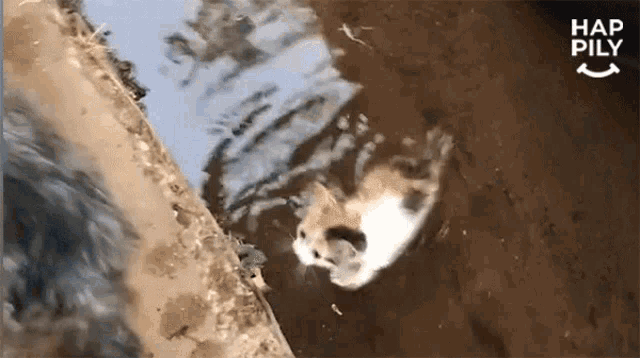 Cute Cat GIF - Cute Cat Dog GIFs